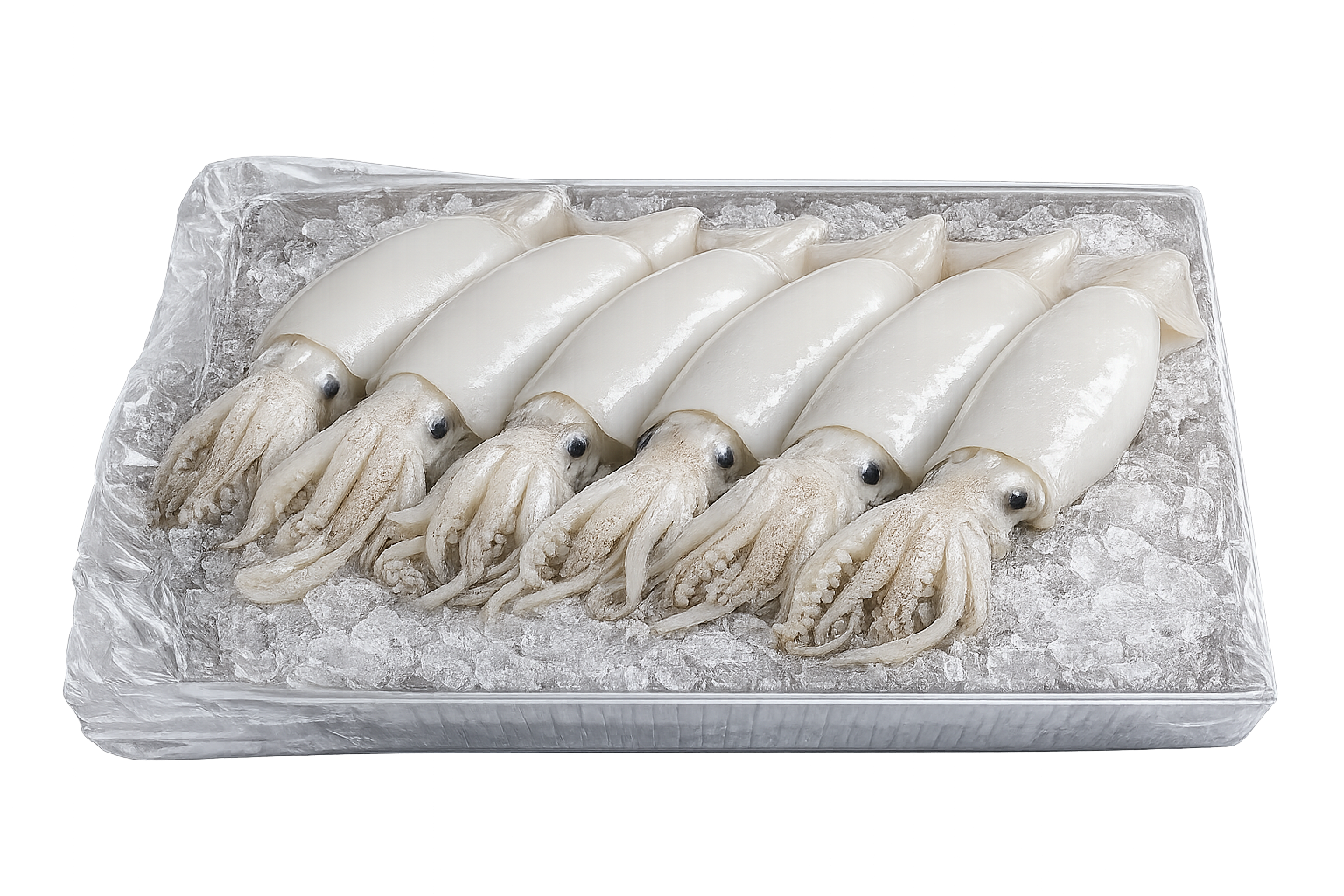 Calamar blanc